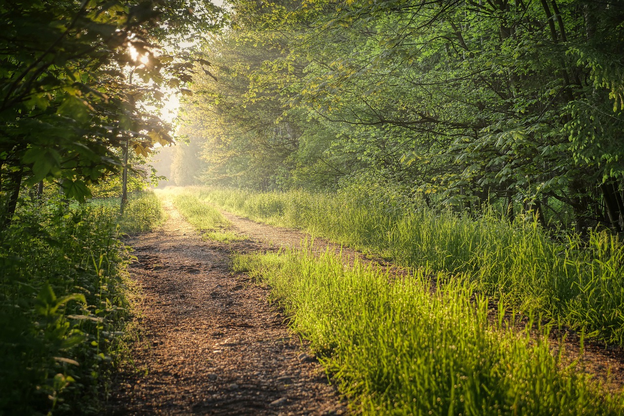 meadow, path, trees-8001786.jpg